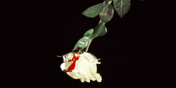 1920x1080 White rose hit by blood drops. Close up of a white rose hit by red blood  falling over the petals, isolated on a black background. Symbolic shot:
