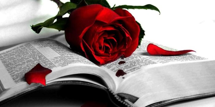 1024x768 Bloody Rose In A Book - Breakup wallpapers Free Download In 4K HD
