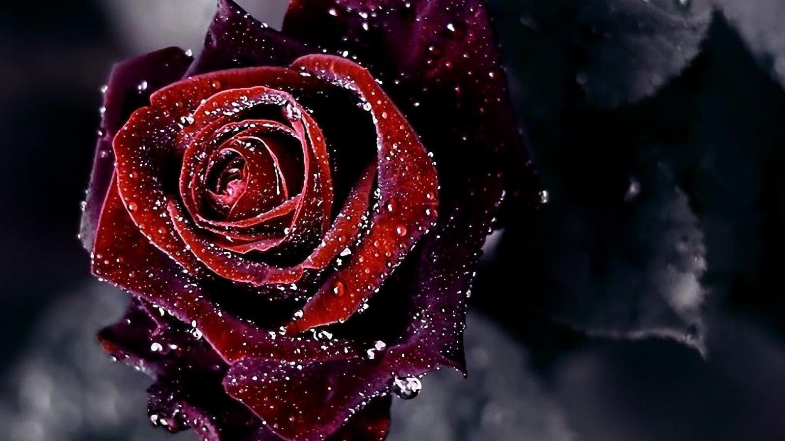 1920x1080 Gothic Roses Wallpaper (63+ images)