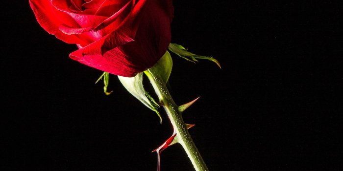 2048x2048 Untitled - A rose with a thorn dripping blood. | gayas in 2019