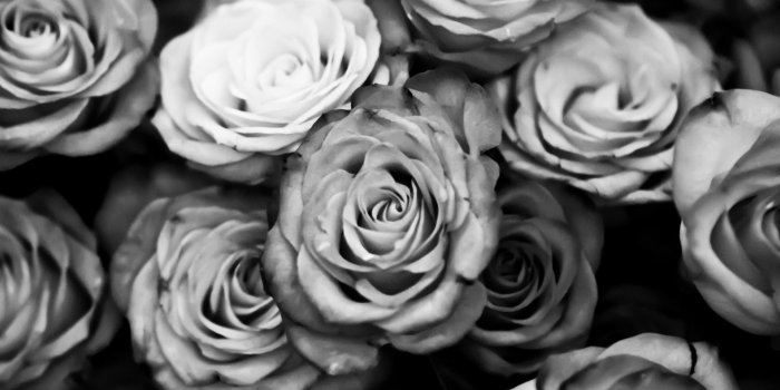 1920x1080 Black and White Rose Wallpaper ·① WallpaperTag