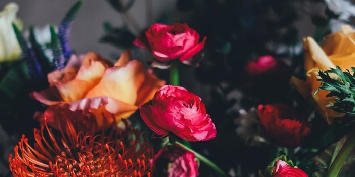 1000x1600 27+ Roses Images | Download Free Images on Unsplash