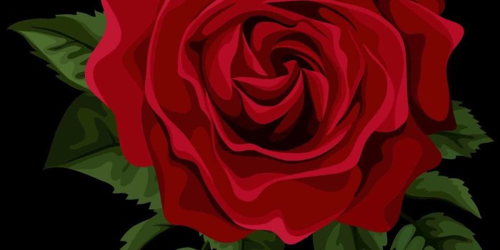 1900x2361 Red Roses Wallpapers for Desktop (63+ background pictures)