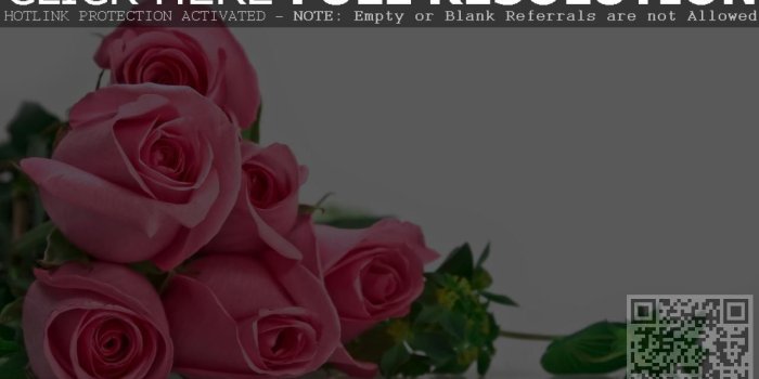 1280x800 black and white rose wallpaper wallpaper