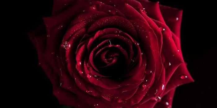 1920x1080 Red Rose on Black Background ·① WallpaperTag