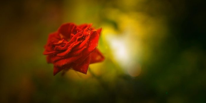 1920x1080 Rose With Black Background Hd Wallpaper ✓ The Galleries of HD Wallpaper