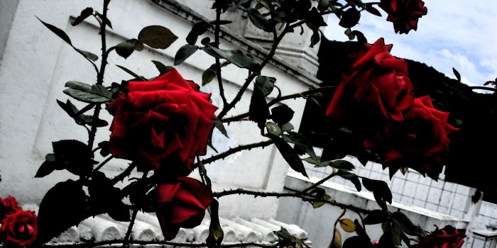 2048x1536 24 images about Flowers on We Heart It | See more about rose