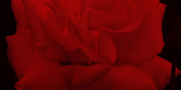 1600x1600 Bloody Rose Wallpaper / Star ULTRA HD Textures