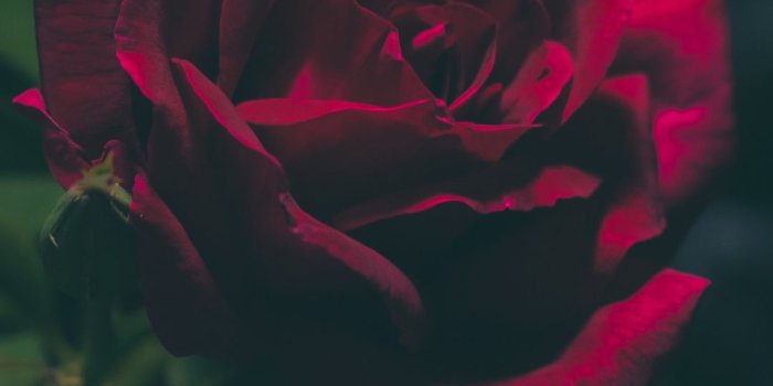 1080x1920 Bloody Rose Wallpaper - #traffic-club