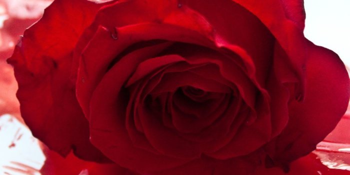 1024x1536 bloody rose pictures - digitalspace.info