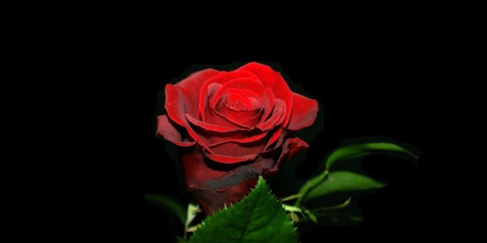 1920x1200 Dark Red Rose Wallpaper - (44+) Group Wallpapers