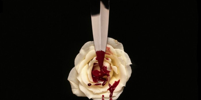 2133x1200 White Blood Rose Wallpaper