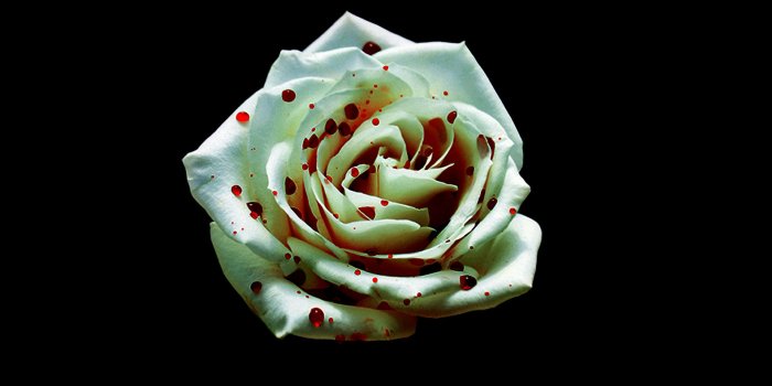 1920x1080 Bloody Black Rose Wallpaper