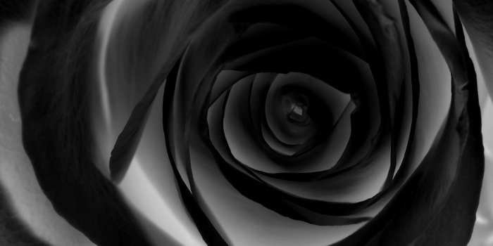 1671x1503 Free download Black rose wallpaper Hd Tumblr For Walls for Mobile