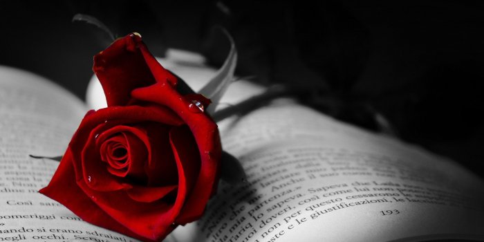 2560x1600 Red Rose Wallpapers (67+ background pictures)