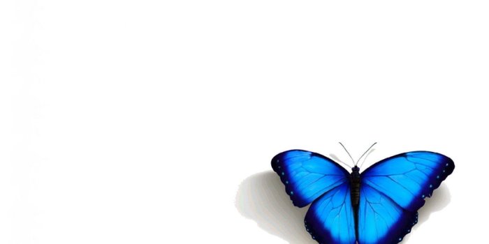 1600x1200 Blue Butterfly Wallpapers