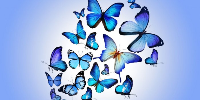 2048x1152 Blue Butterfly HD Wallpaper (70+ images)