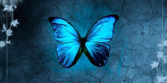 1024x768 Blue Butterfly Wallpapers