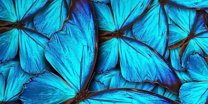 750x1334 Blue Butterflies Wallpaper | *Butterflies and Owls Wallpapers in