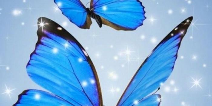 1080x1920 Wallpaper iPhone Blue Butterfly | 2019 3D iPhone Wallpaper