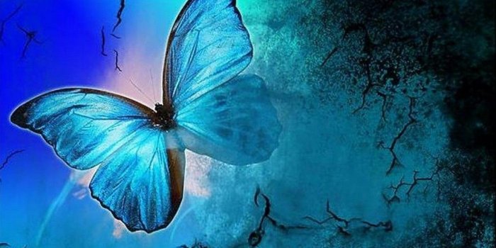 1024x768 Shades Of Blue - Butterflies Wallpaper (13492902) - Fanpop
