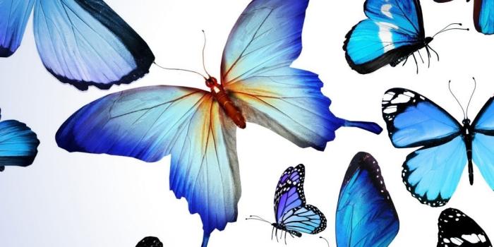 1080x1920 HD Blue Butterflies iPhone Wallpaper | 2019 3D iPhone Wallpaper