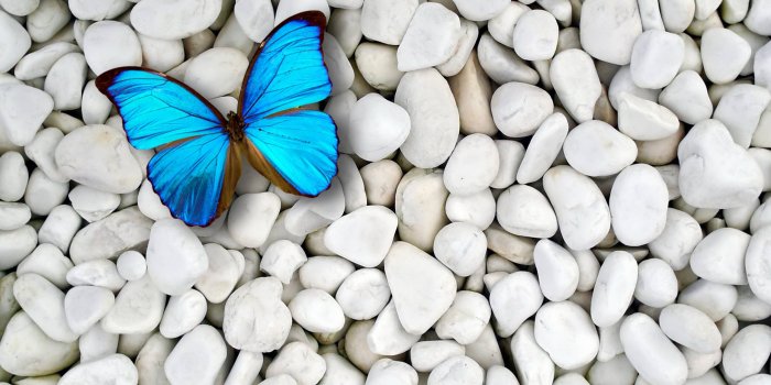 2560x1920 Blue Butterfly Wallpapers
