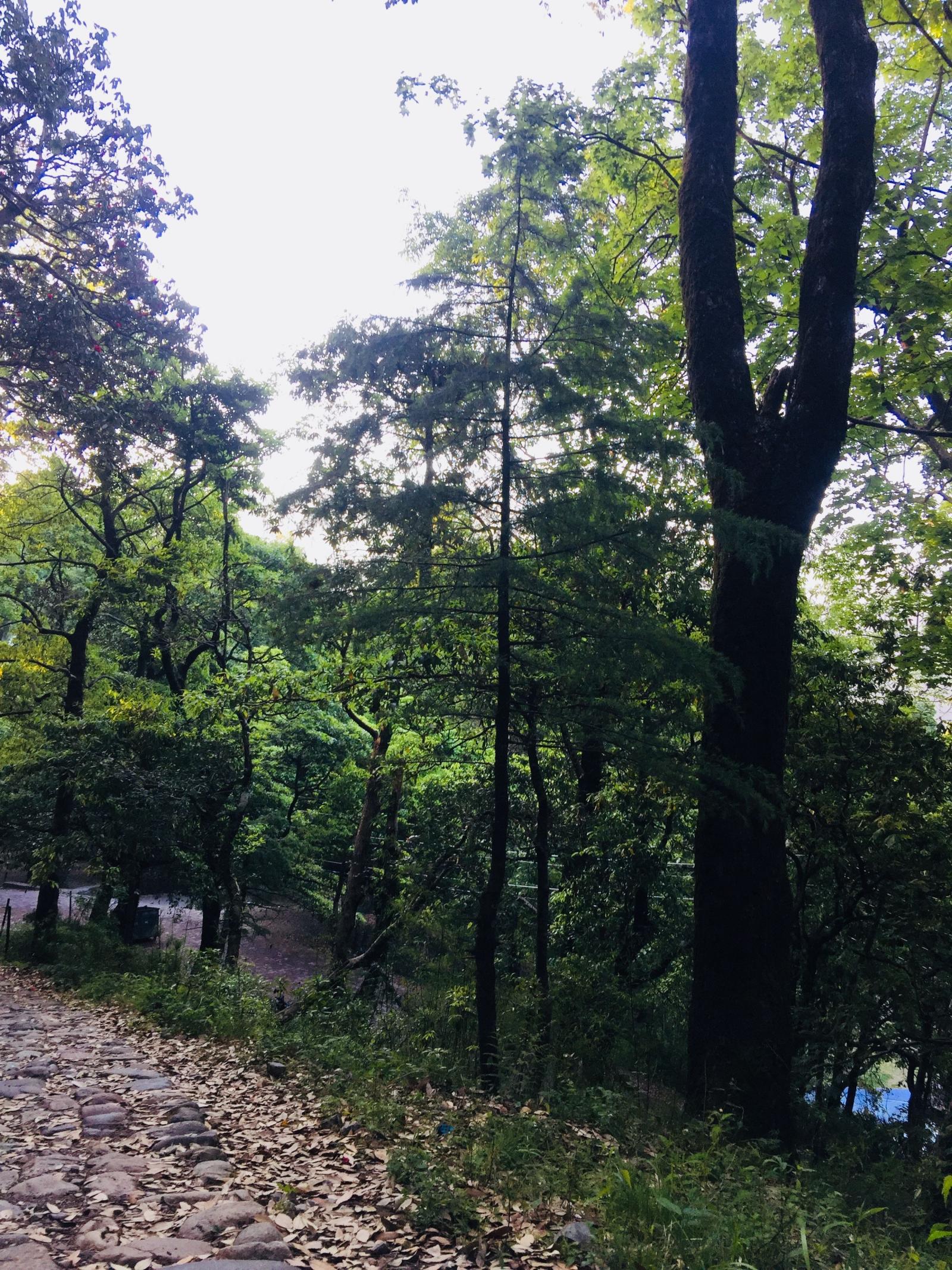 2448x3264 Himalayas #eternal #beauty #nature #trek #heavenly #clouds #mountain