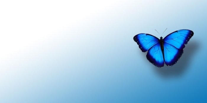 1024x768 Blue Butterfly Backgrounds 1024x768 (23.73 KB)