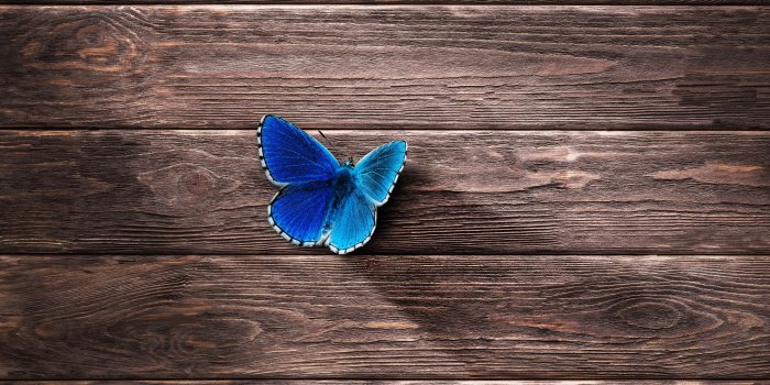 7022x3950 Blue Butterfly Wallpapers | HD Wallpapers | ID #25054