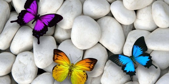 1280x800 Purple Yellow & Blue Butterfly wallpapers | Purple Yellow & Blue