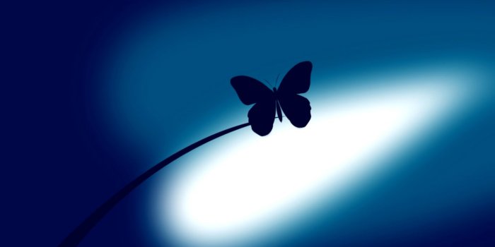 1440x837 Blue Butterflies Hd Wallpaper | The Last Wallpapers