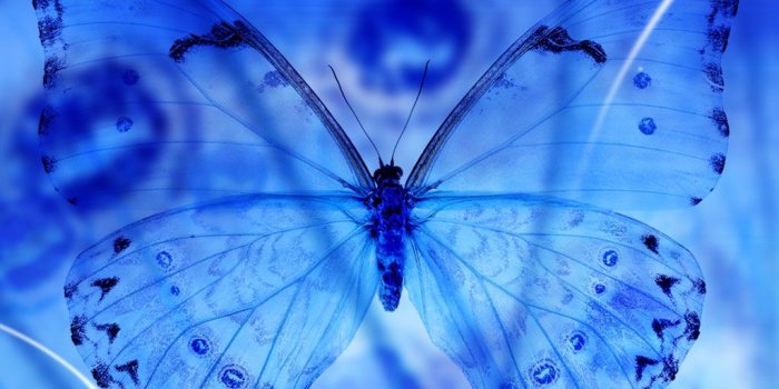 1024x768 49+] Blue Butterfly Wallpaper Background on WallpaperSafari