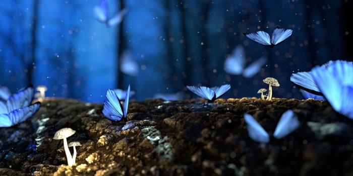 3840x2160 Shallow focus photography of blue butterflies moving around groud HD