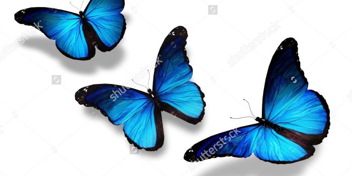 1500x1120 Wide HD Blue Butterfly Wallpaper – Wallpapers and Pictures HD
