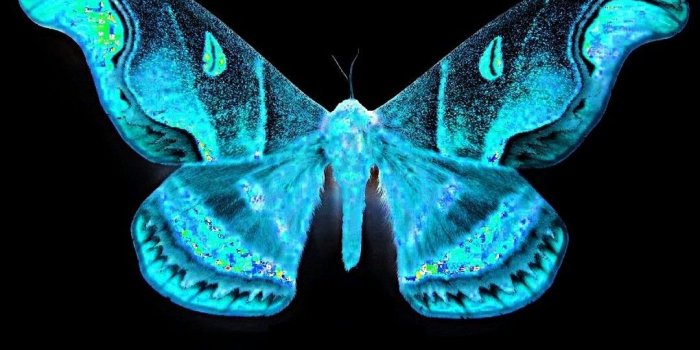 1080x1920 Blue Butterfly Android Wallpaper - 2019 Android Wallpapers