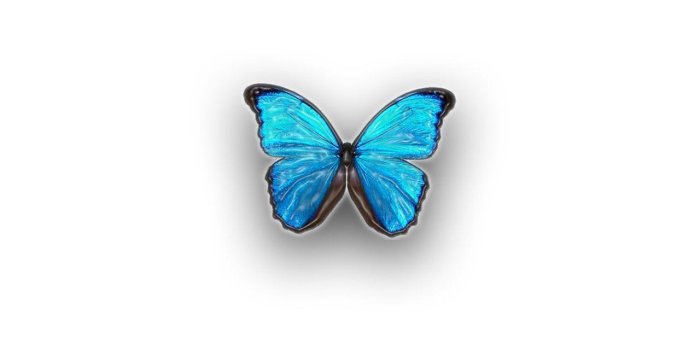 1280x1024 Blue Butterfly Wallpapers