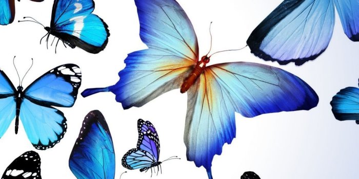 1080x1920 Blue Butterflies Wallpaper iPhone | Butterflies and Other Tiny