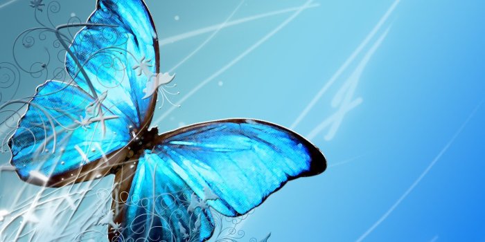 1440x900 Blue Butterfly wallpaper | 1440x900 | #6436