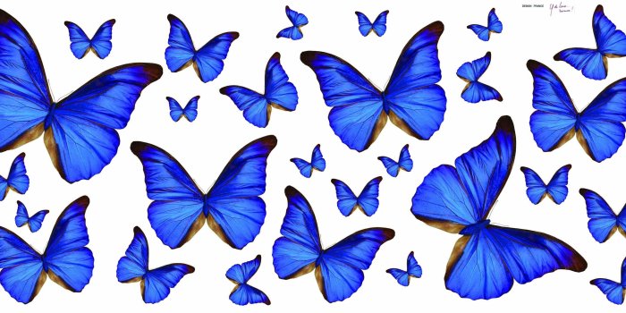 2953x1329 Black Butterfly Wallpapers (62+ background pictures)