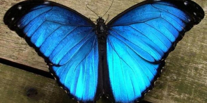 1440x900 Beautiful morpho blue butterfly wallpaper