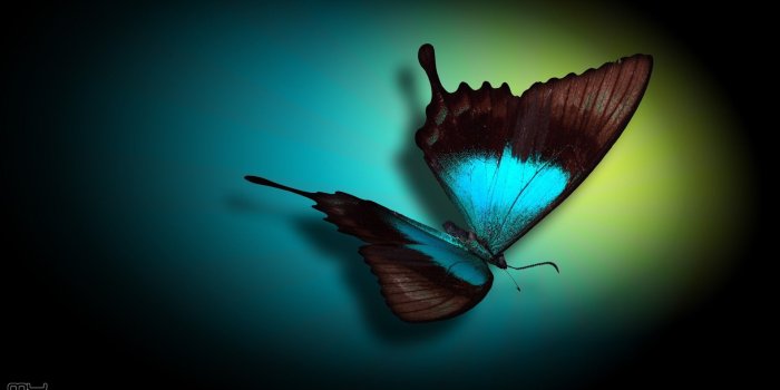 1920x1080 Blue Butterfly Wallpapers (76+ background pictures)