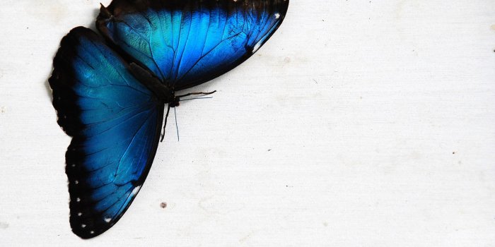 1680x1050 Blue Butterfly Background - Wallpaper #30891 - Clip Art Library