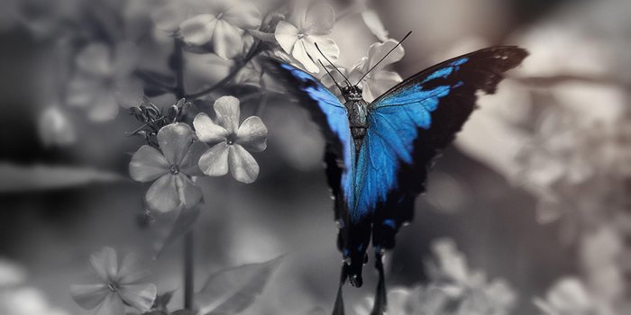 1680x1037 blue butterfly wallpaper 3 - HD Desktop Wallpapers | 4k HD