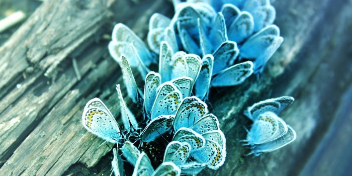 1920x1200 Blue butterflies wallpaper - Animal wallpapers - #20741