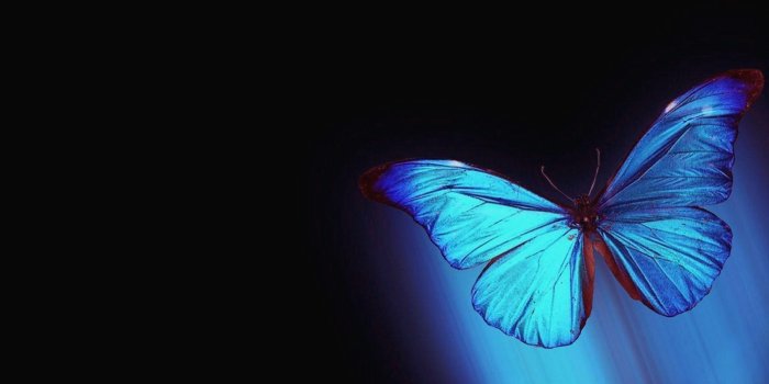 1920x1080 10 Hd Wallpaper Blue butterfly - Download Wallpaper HD For PC