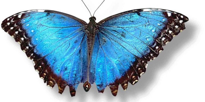 1600x935 Blue Butterfly Wallpaper Hd Background - PicsBroker.com