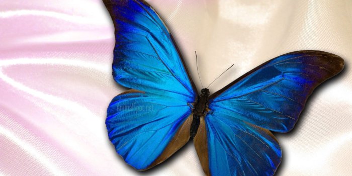 1920x1080 Blue Butterfly Desktop Wallpaper | 2019 Cute Wallpapers