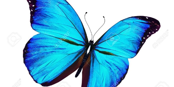 1300x1007 Blue Butterfly (40)