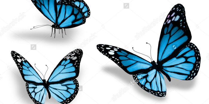 1500x1184 Blue Butterfly Gallery (31+ images)